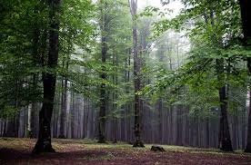 Hyrcanian Forest registered in World Heritage List